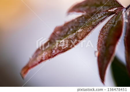 冬日清晨,南天竹葉片上覆滿了霜晶。 冬日清晨,南天竹葉片上覆滿了霜晶。 136478451