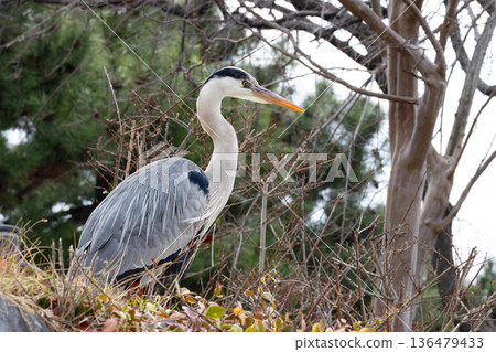 Grey heron in breeding season. Winter landscape Grey heron in breeding season. Winter landscape 136479433