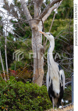 A grey heron with ornamental plumage during the breeding season. Winter scenery 136479437
