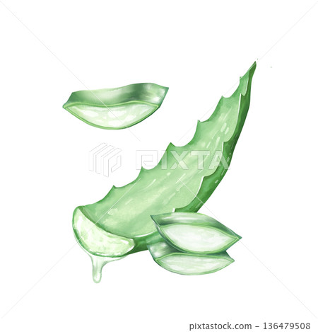 Illustration of fresh aloe vera leaves, hand-drawn illustration for health, wellness, and skincare themes. Illustration of fresh aloe vera leaves, hand-drawn illustration for health, wellness, and skincare themes. 136479508