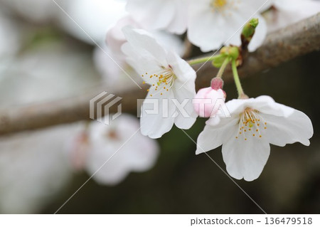 櫻花 136479518
