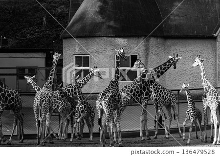 Herd of giraffes (monochrome) 136479528