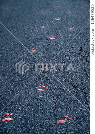 Animal footprints written on the asphalt 136479529
