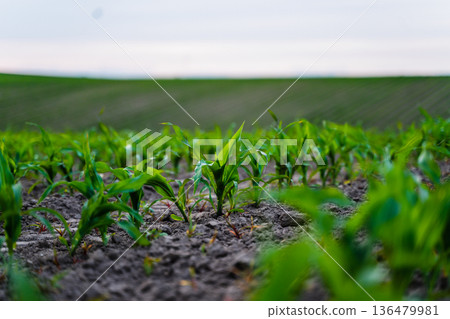 Young corn plants growing in fertile soil, fields stretching into the distance under a vast sky, symbolizing new beginnings, agricultural development and sustainable farming Young corn plants growing in fertile soil, fields stretching into the distance under a vast sky, symbolizing new beginnings, agricultural development and sustainable farming 136479981