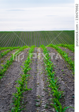 Rows of young green corn plants growing in fertile soil, cultivating a vast agricultural field under a clear sky, symbolizing growth, farming, and sustainable food production Rows of young green corn plants growing in fertile soil, cultivating a vast agricultural field under a clear sky, symbolizing growth, farming, and sustainable food production 136479982
