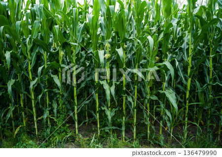 Lush corn plants growing vertically, filling a vast green agricultural field, showing steady crop development and a healthy summer harvest in warm natural daylight Lush corn plants growing vertically, filling a vast green agricultural field, showing steady crop development and a healthy summer harvest in warm natural daylight 136479990