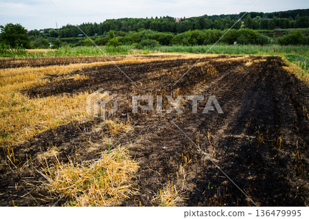 Burnt agricultural field after a fire, showing scorched earth and remaining stubble from a destroyed harvest, representing environmental damage and climate consequences Burnt agricultural field after a fire, showing scorched earth and remaining stubble from a destroyed harvest, representing environmental damage and climate consequences 136479995
