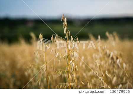 Golden oats crop head standing out in a vast agricultural field under a clear sky, representing organic farming and healthy food production for human consumption 136479996