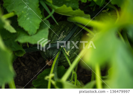 Young green pumpkin growing in an organic home garden, nestled among vibrant foliage on its vine, representing natural cultivation, healthy growth, and fresh produce 136479997