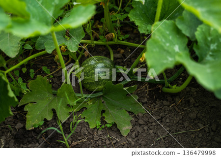 Young pumpkin growing on fertile soil in a home garden, showing the early stages of organic vegetable cultivation and sustainable agriculture Young pumpkin growing on fertile soil in a home garden, showing the early stages of organic vegetable cultivation and sustainable agriculture 136479998