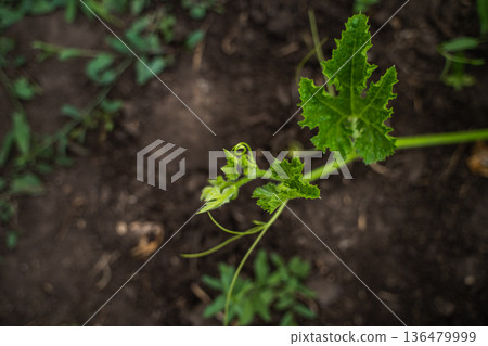 Young pumpkin vine with vibrant green leaves and delicate tendrils growing in rich, moist soil, symbolizing growth, new life, and organic gardening 136479999