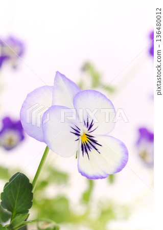 白色底，紫色邊框，三色堇，春花，淺色背景 136480012