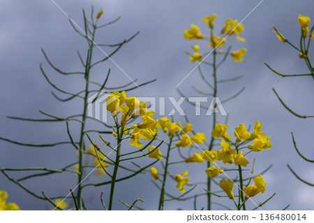 Bright yellow rapeseed flowers bloom under a moody sky showcasing the beauty of Brassica napus in a field setting during spring Bright yellow rapeseed flowers bloom under a moody sky showcasing the beauty of Brassica napus in a field setting during spring 136480014
