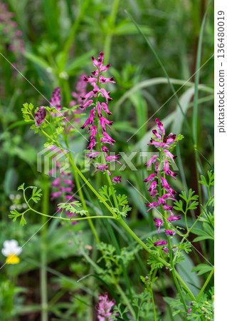 Common fumitory blooms with purplish-pink flowers thriving in a lush green meadow during springtime Common fumitory blooms with purplish-pink flowers thriving in a lush green meadow during springtime 136480019