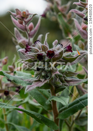 Brown gromwell plant displays dark flowers among grayish foliage in a lush environment during the early morning hours 136480020