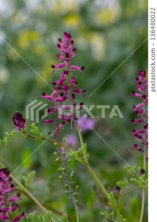Purplish-pink flowers of Fumaria officinalis blooming in a lush garden during springtime showcasing detailed structures and vibrant colors 136480022