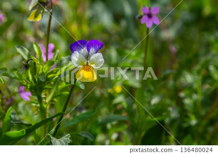 Sweet violets bloom in woodland showcasing vibrant yellow and purple flowers among rich green foliage during spring season 136480024