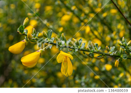 Bright yellow flowers of Cytisus scoparius bloom abundantly on a shrub showcasing vibrant colors in a natural setting during springtime Bright yellow flowers of Cytisus scoparius bloom abundantly on a shrub showcasing vibrant colors in a natural setting during springtime 136480039