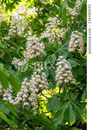 Blooming inflorescences of Aesculus hippocastanum with large leaves in a vibrant green park during springtime Blooming inflorescences of Aesculus hippocastanum with large leaves in a vibrant green park during springtime 136480045