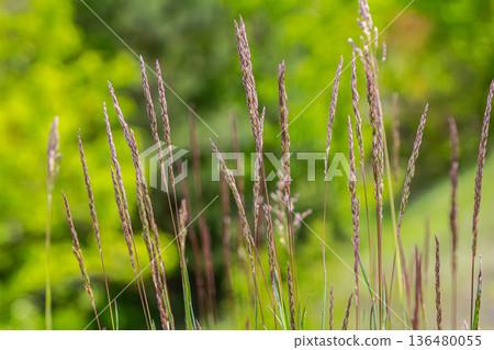 Yorkshire Fog grass grows tall in a lush meadow under bright sunlight showcasing its delicate purple hues and fine texture in the countryside Yorkshire Fog grass grows tall in a lush meadow under bright sunlight showcasing its delicate purple hues and fine texture in the countryside 136480055
