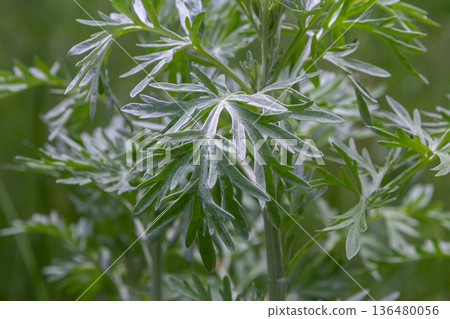 Exploring the unique features of Artemisia absinthium a plant with pinnate grey-green leaves and small yellow flowers in a natural setting 136480056