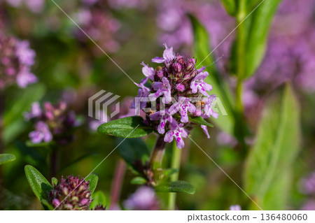 Wild thyme flowers bloom in a lush green meadow showcasing their small purple blossoms and fragrant foliage Wild thyme flowers bloom in a lush green meadow showcasing their small purple blossoms and fragrant foliage 136480060
