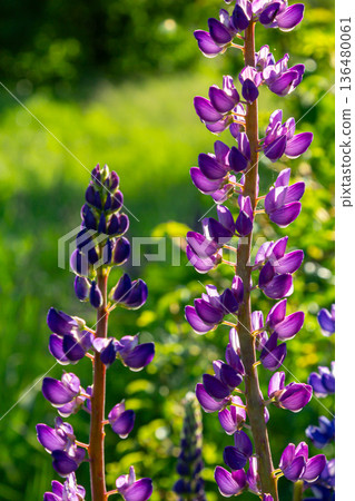 Lupinus polyphyllus blooms under soft sunlight in a vibrant natural setting showcasing tall blue flowers and lush green surroundings 136480061
