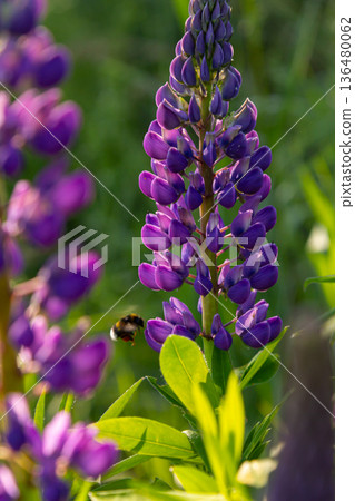 Beautiful blue flowers of Lupinus polyphyllus bloom in a bright green meadow under soft sunlight during the spring season Beautiful blue flowers of Lupinus polyphyllus bloom in a bright green meadow under soft sunlight during the spring season 136480062