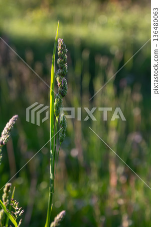 Spikelet clusters of Dactylis glomerata thrive in a lush green pasture during the late afternoon sunlight showcasing beautiful natural growth patterns Spikelet clusters of Dactylis glomerata thrive in a lush green pasture during the late afternoon sunlight showcasing beautiful natural growth patterns 136480063