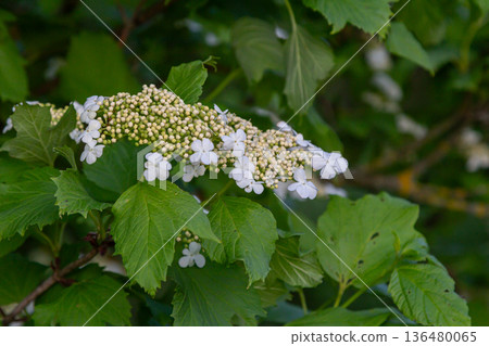 Viburnum opulus displays clusters of delicate white flowers amidst lush green lobed leaves in a garden setting 136480065