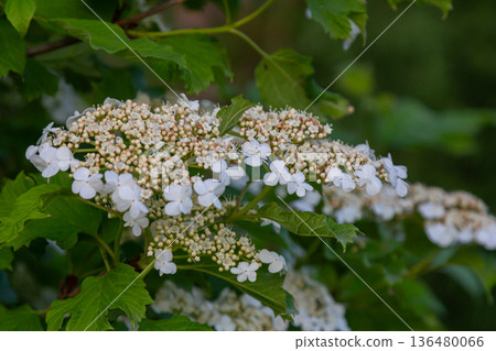 Viburnum opulus displays clusters of white flowers surrounded by lobed leaves in a lush outdoor setting during the warm summer months Viburnum opulus displays clusters of white flowers surrounded by lobed leaves in a lush outdoor setting during the warm summer months 136480066