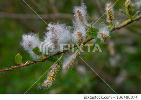 Fluffy catkins of Salix alba bloom along the water's edge in a serene setting during springtime Fluffy catkins of Salix alba bloom along the water's edge in a serene setting during springtime 136480074