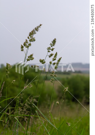 Orchard grass swaying gently in the wind with dense flower clusters against a soft overcast sky in a rural landscape Orchard grass swaying gently in the wind with dense flower clusters against a soft overcast sky in a rural landscape 136480075