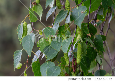 Silver birch tree with distinctive white bark and drooping branches showcasing lush green leaves and developing catkins in early summer 136480076