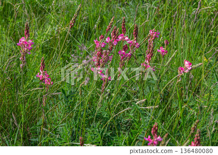 Wild Onobrychis viciifolia blooms beautifully in a grassy meadow showcasing vibrant pink flowers in early summer sunlight Wild Onobrychis viciifolia blooms beautifully in a grassy meadow showcasing vibrant pink flowers in early summer sunlight 136480080