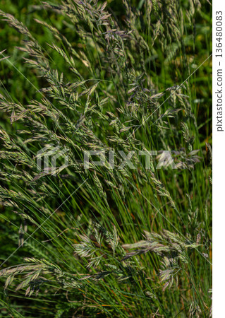 Kentucky bluegrass displays its delicate open panicle structure in a lush green field during a sunny afternoon Kentucky bluegrass displays its delicate open panicle structure in a lush green field during a sunny afternoon 136480083
