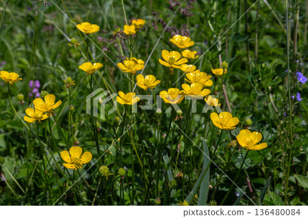 Bright yellow glossy flowers of Ranunculus acris blooming in a lush green meadow during springtime Bright yellow glossy flowers of Ranunculus acris blooming in a lush green meadow during springtime 136480084