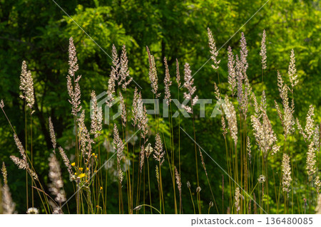 Bushgrass and Wood Small-reed showcase their delicate forms against a vibrant green backdrop in a sunny meadow during late spring Bushgrass and Wood Small-reed showcase their delicate forms against a vibrant green backdrop in a sunny meadow during late spring 136480085