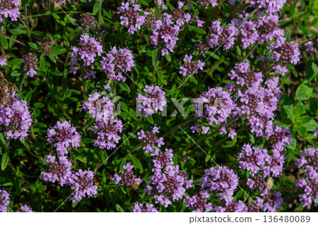 Exquisite wild thyme thrives with vibrant pink-purple flowers in a sunny meadow during summer 136480089