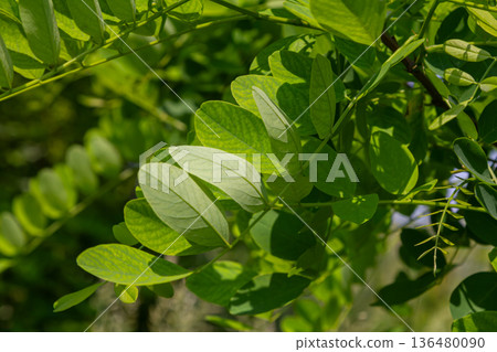 Fragrant white flowers of Black Locust tree blooming in a lush green setting during early summer in a serene nature area 136480090