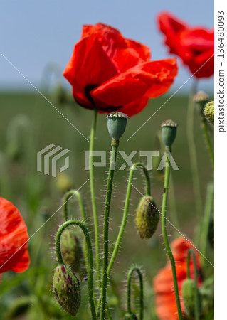 Bright red common poppies bloom in a lush field during a sunny day creating a vibrant natural landscape Bright red common poppies bloom in a lush field during a sunny day creating a vibrant natural landscape 136480093