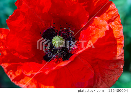 Vibrant red Papaver rhoeas blossoms in a sunny field during springtime showcasing delicate petals and slender green stems Vibrant red Papaver rhoeas blossoms in a sunny field during springtime showcasing delicate petals and slender green stems 136480094