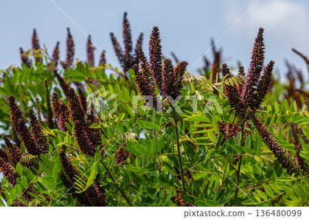 Explore the vibrant purple blooms of Amorpha fruticosa in a sunny garden setting showcasing the striking beauty of the False Indigo Bush Explore the vibrant purple blooms of Amorpha fruticosa in a sunny garden setting showcasing the striking beauty of the False Indigo Bush 136480099