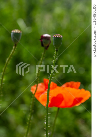 Bright red common poppy blooms amidst slender green stems in a vibrant field setting on a sunny day 136480100