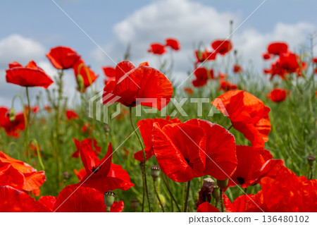 Bright red common poppies bloom abundantly in a sunny field under a clear sky showcasing their delicate petals and slender stems during springtime Bright red common poppies bloom abundantly in a sunny field under a clear sky showcasing their delicate petals and slender stems during springtime 136480102