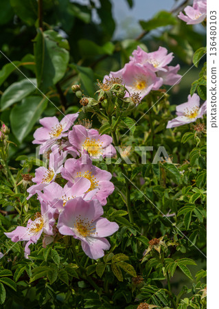 Dog rose blooms display delicate pink flowers among lush green leaves in a sunny garden setting 136480103