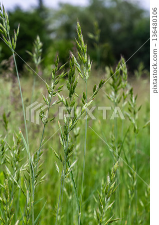 Smooth Brome grass thriving in a meadow during late spring showcasing its lush green foliage against a backdrop of wild vegetation 136480106