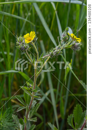 Hoary Cinquefoil blooms amidst lush green grass in an open field during a sunny afternoon in late spring 136480108