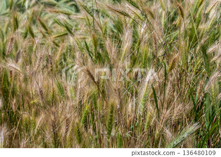 Spiky ears of Hordeum murinum also known as Wall Barley swaying gently in a sunny field during a warm afternoon Spiky ears of Hordeum murinum also known as Wall Barley swaying gently in a sunny field during a warm afternoon 136480109