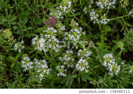 White creeping thyme blooms abundantly in a sunny meadow showcasing delicate white flowers surrounded by lush green foliage during springtime White creeping thyme blooms abundantly in a sunny meadow showcasing delicate white flowers surrounded by lush green foliage during springtime 136480111